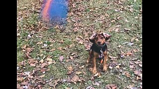 Happy dog catches his ball and runs