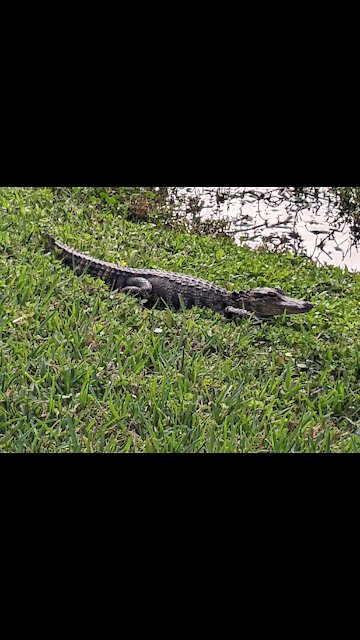 Cuddly Gator by School Bus Stop