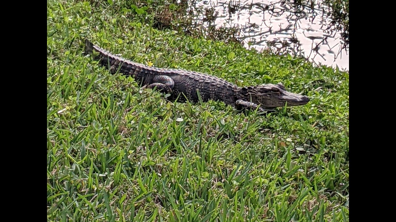 Cuddly Gator by School Bus Stop