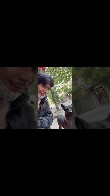 Funny Dog😰 2023 saw me playing with my phone but was afraid that I would kidnap #dog #shorts