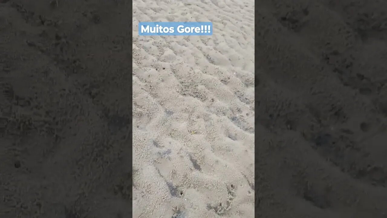 Fuga dos Gore!!!