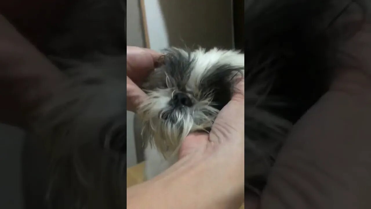 Massage with My Shih Tzu. Soft or Hard?