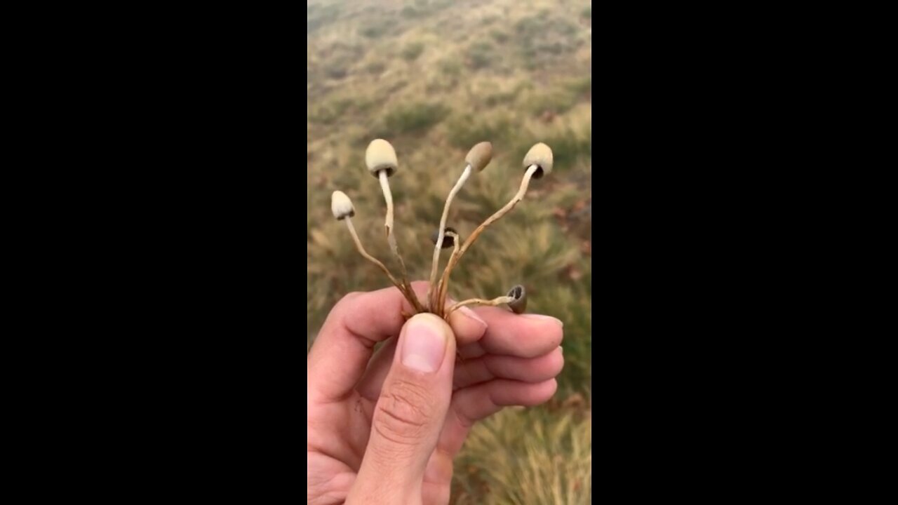 Psilocybe Semilanceata Magic Mushrooms