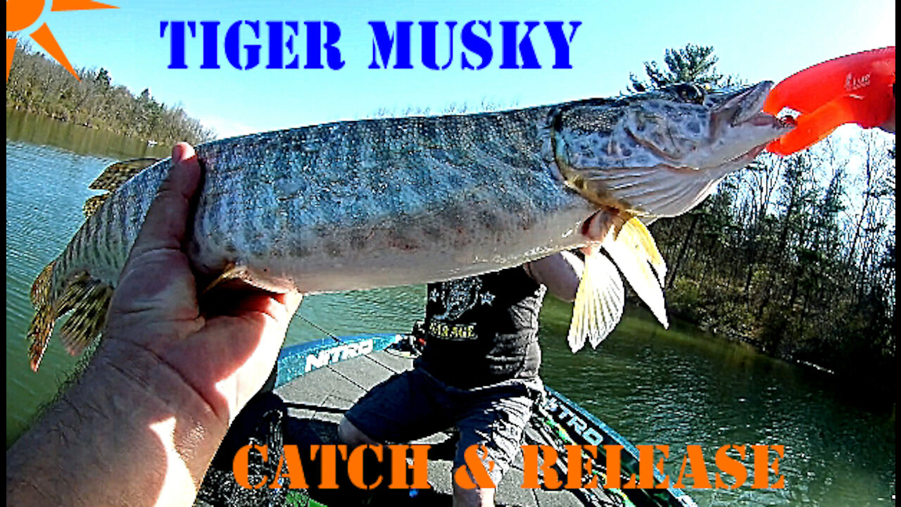 Awesome Musky Strike