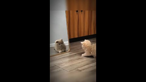 Kitty in the mirror fight