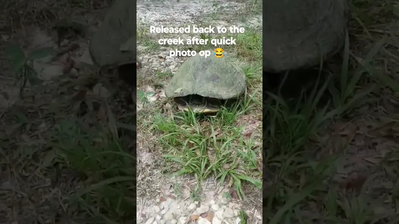 Turtle Time 🐢 Follow us on IG https://instagram.com/waywardcajunfarms?igshid=ZDdkNTZiNTM= #farm #diy