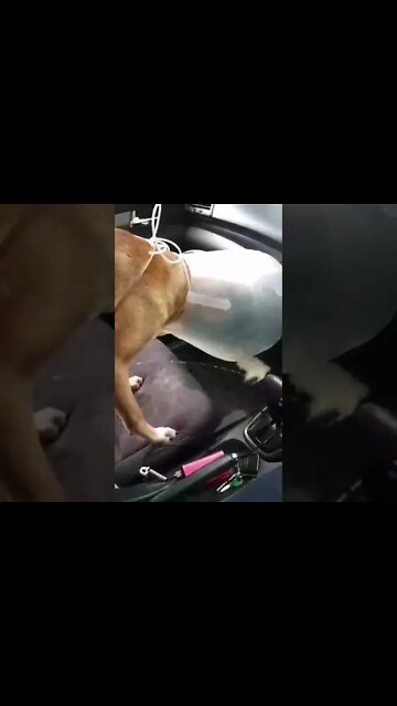 dog emptying in car