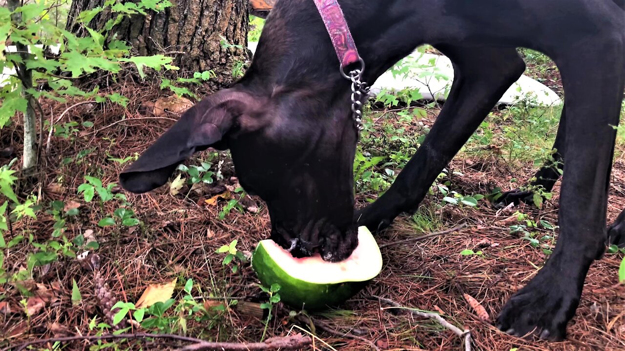 Great Dane Puppy Devours Huge Chunk Of Tasty Watermelon