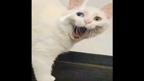Cat and dog fight | Very funny #cute_animals_and_baby Cute animals and baby super 🐕 Ry