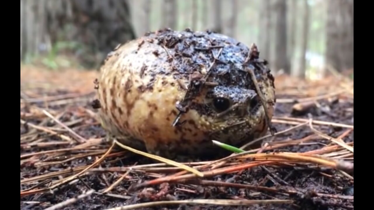 Inflatable Frog Found In A Forest