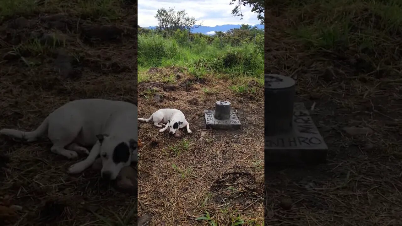 Doggy Sadness - Dogs Miss Dead Dogs - They Know ðŸ§