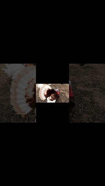 Roger the turkey and friends #turkey #strutting #shorts