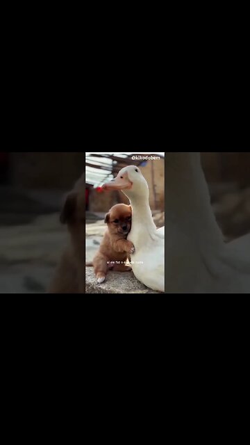 O #cachorro e o #pato #linda #história de #amor e a #lei do #retorno