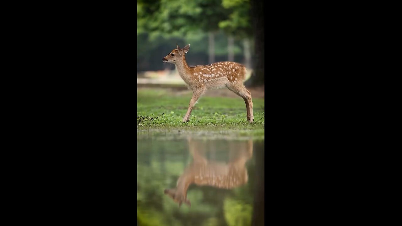 Cute deer