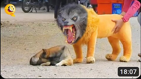 Troll Prank Dog Funny & fake Lion and Fake Tiger Prank To dog & Huge Box Prank to dog