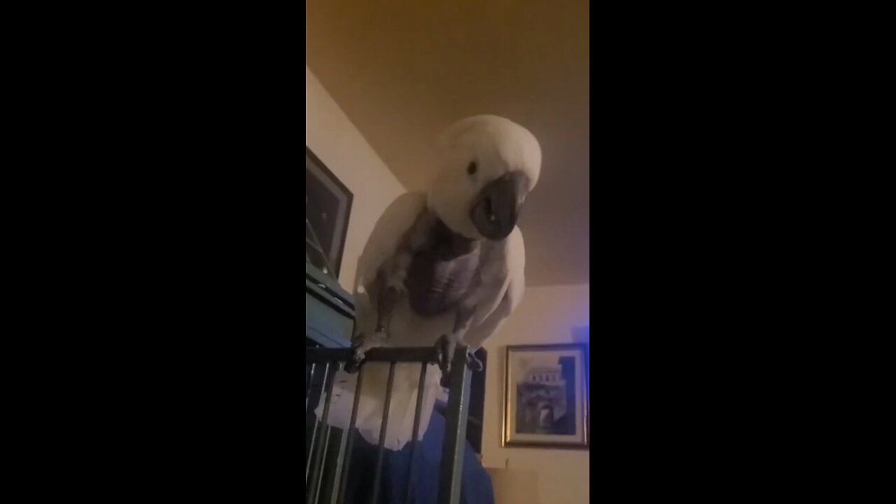 Funny bird videos