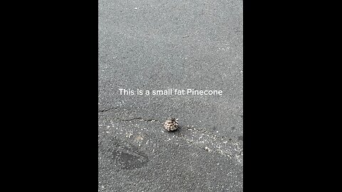 Pinecone Not a Bird