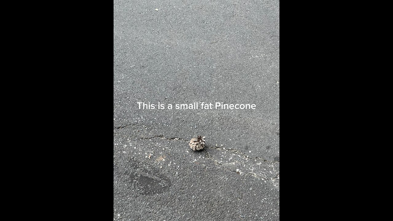 Pinecone Not a Bird
