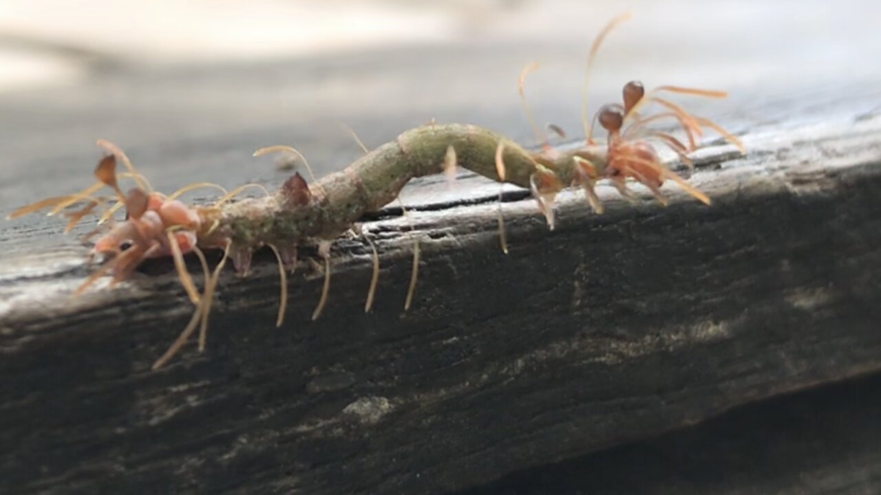 Two-headed worm Amazing