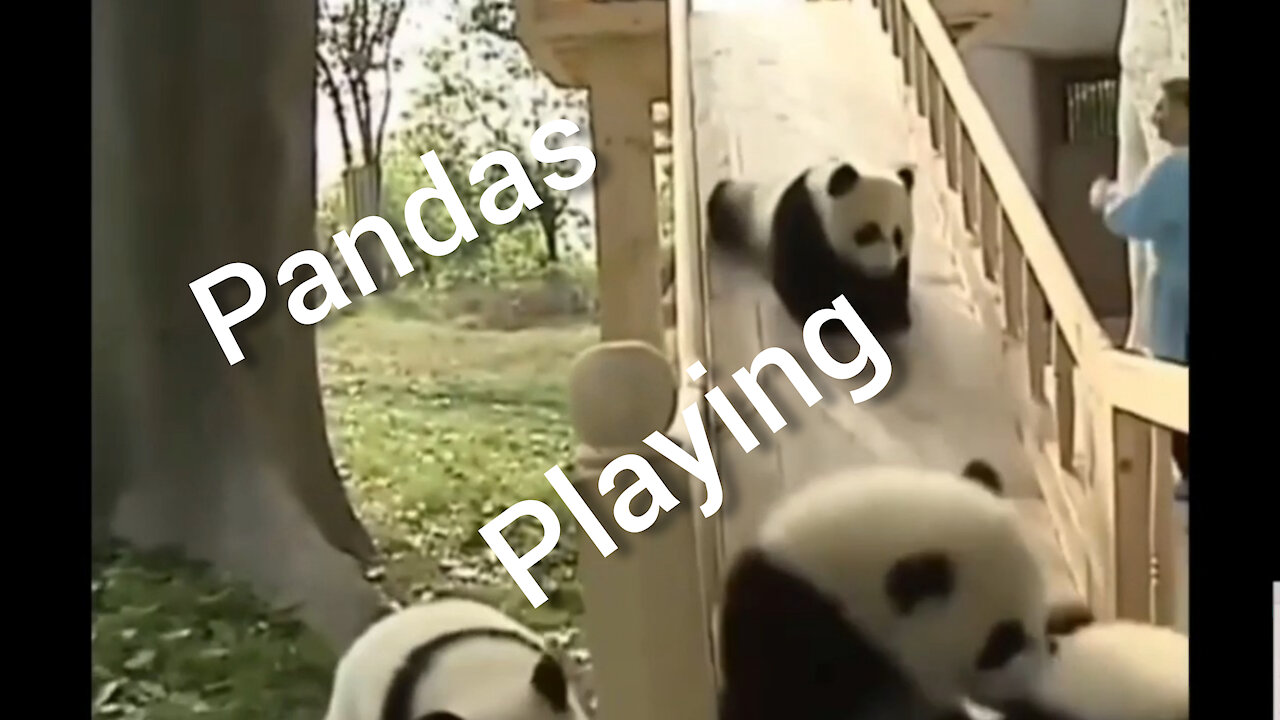 Panda bear playing