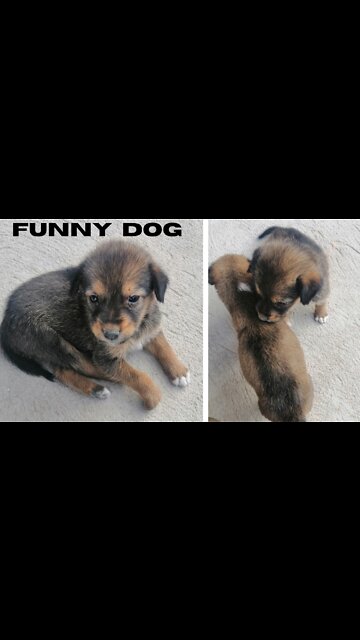 funny dog|dogs|funny dog videos|cute animals|funny animals |Susantha 11|#cute|#shorts