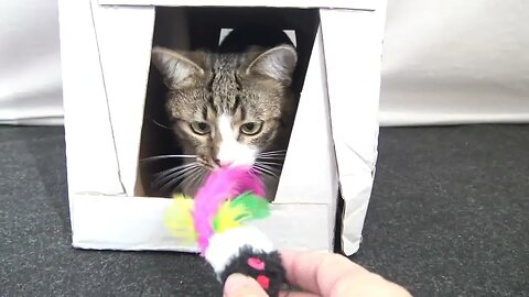 Sweet Little Cat Plays in His Toy House