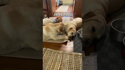 Persistent Pup Pesters Big Sister to Play