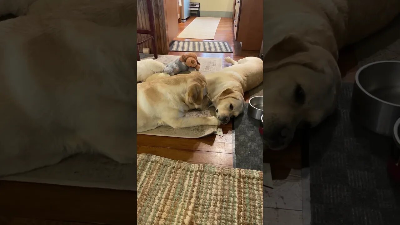 Persistent Pup Pesters Big Sister to Play