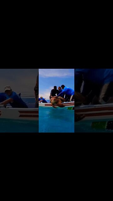 The release of a magnificent male Loggerhead turtle into the ocean 🐢 #shorts #foryou #viral #xyzbca
