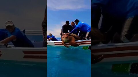 The release of a magnificent male Loggerhead turtle into the ocean 🐢 #shorts #foryou #viral #xyzbca