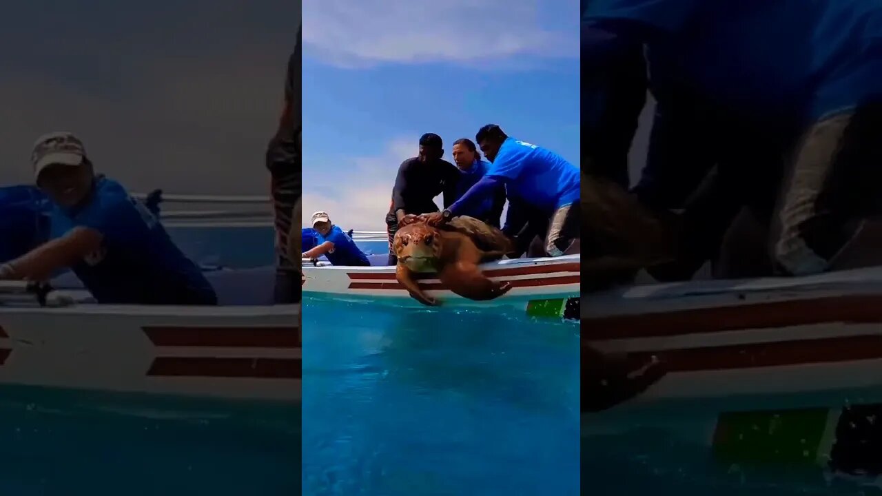 The release of a magnificent male Loggerhead turtle into the ocean 🐢 #shorts #foryou #viral #xyzbca