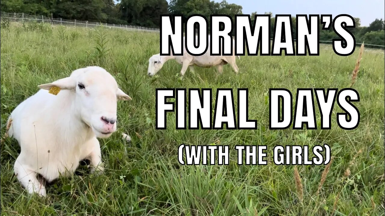 Pasture Rotation #2 Continues, it seems we dodged a bullet, and Norman’s final days with the girls