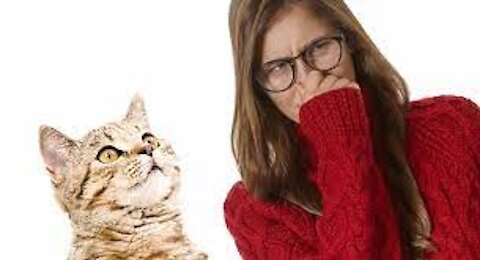 How to get rid of Cat Spray odor