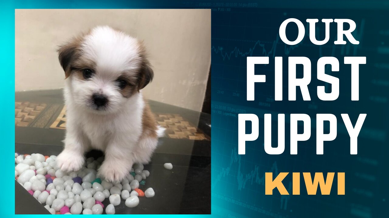 Our First Puppy "KIWI"