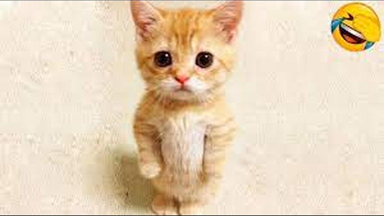 kittens Funny Fails Moments