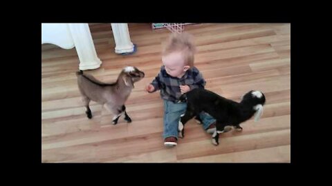 Baby and Baby Goats