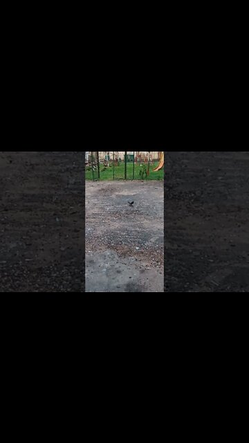 🕊 Pigeon wandering looking for food. Such majestic birds.