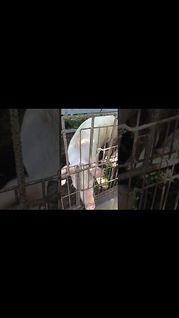 Socializing with peppa pig