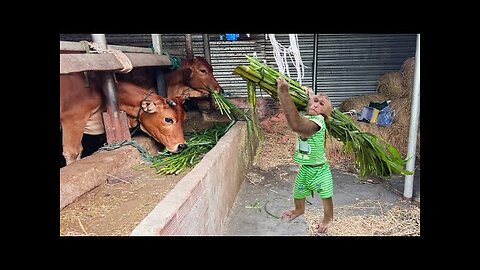 Farmers harvest grass feed Cow to apologize Mom