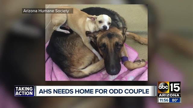 "Odd couple" at Arizona Humane Society looking for a forever home