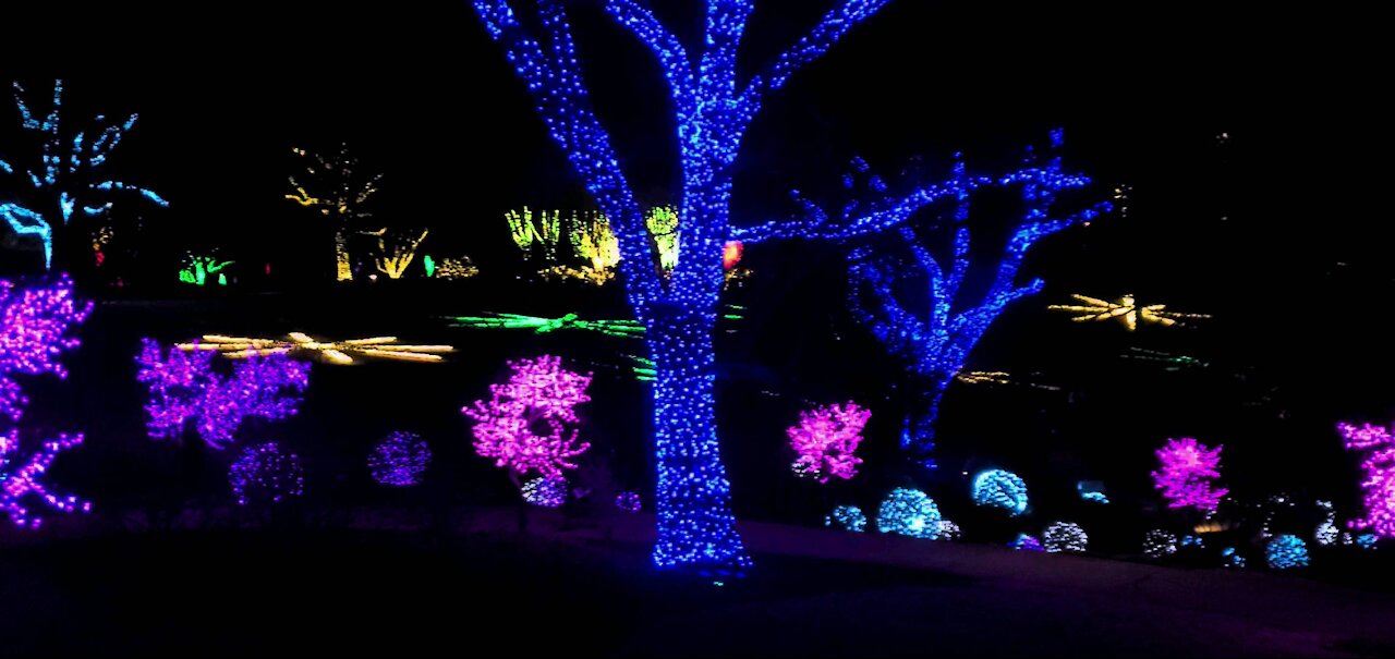 Cheekwood Christmas Lights