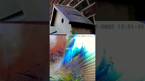 Fluttering Mama Blue Tit Almost Falls Out of Nest Getting Fed by Papa