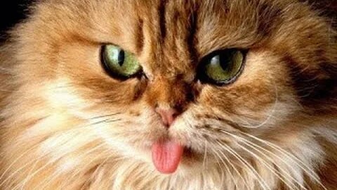 Funny cat vines-short funny cats video