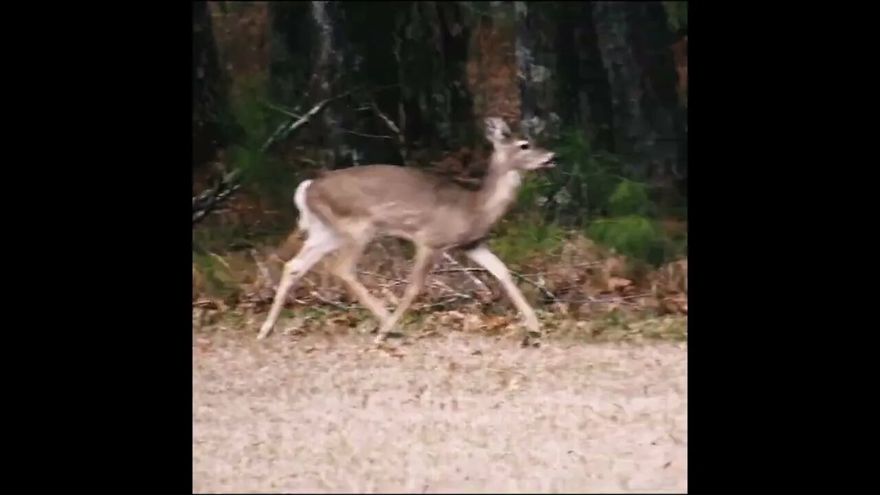 Deer run away