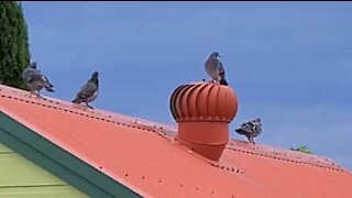 Pombo adora rodar em chaminé