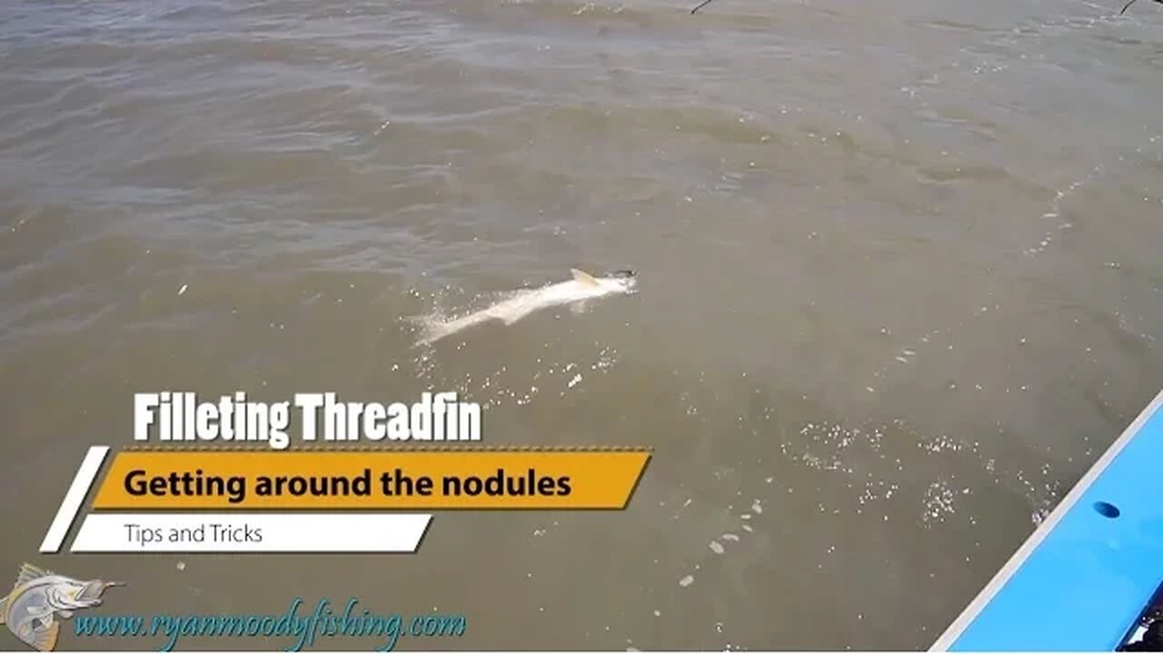 How to fillet a fish without wasting flesh on the second fillet | Threadfin Salmon