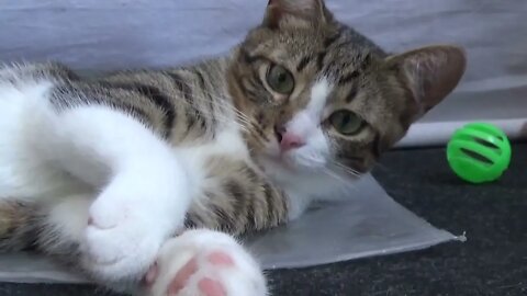 Kitten Lies on a Plastic Bag and Stretches