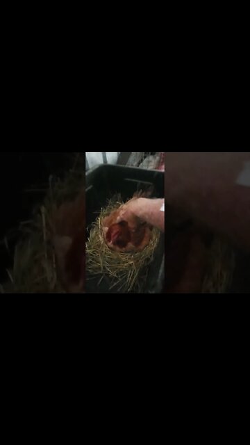 Good morning Forest Day 9 sitting on eggs