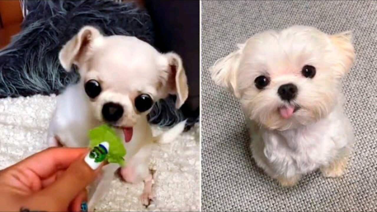 Cute nd funny puppy video 04