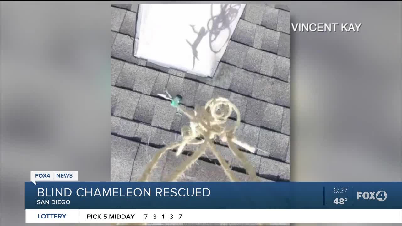 Blind chameleon rescued from roof by drone